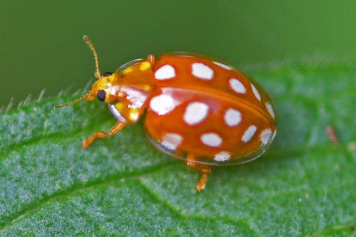 Réf. 352 899 : Halyzia sedecimguttata